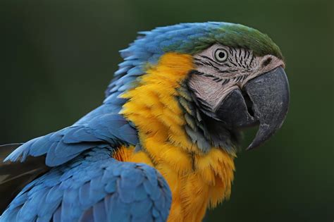 Un Nuevo Estudio Sugiere Que Hay Unas 18000 Especies De Aves En El Mundo
