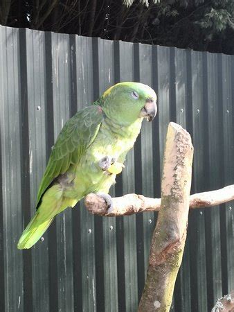 In a statement, leicestershire county council said it would be installing additional signage and further reviewing the desford area. Tropical Birdland (Desford) - 2020 All You Need to Know ...