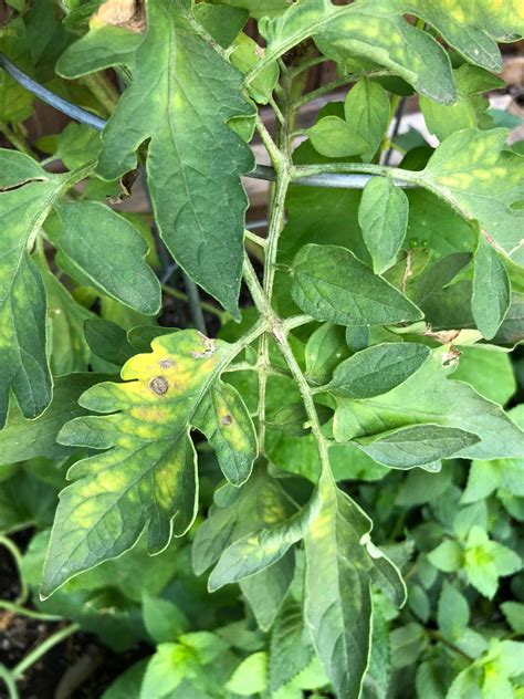 Tomato Plants Is This A Fungal Issue Too Hot In Texas Horticulture