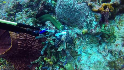 Moray Eel Eating A Speared Lionfish 11817 Youtube