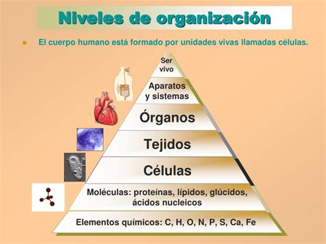 Niveles De Organizacion Celular Del Cuerpo Humano Con