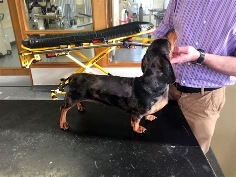 Dachshund Back Surgery Reasons The Possible Ways To Recover Recovery