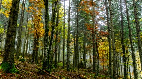 High Resolution Nature Photo With Picture Of Autumn Forest Hd