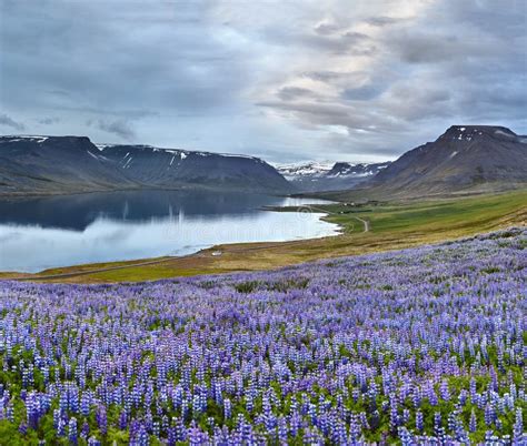 Beautiful Icelandic Landscape With Field In The Foreground And The