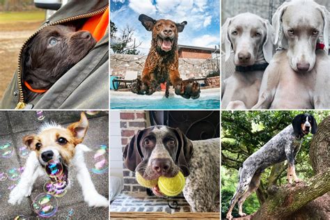 Meet The Winners Of The 2020 Good Dog Photo Contest Garden And Gun