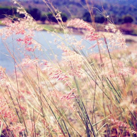 Pink Grass Field With Retro Filter High Quality Nature Stock Photos