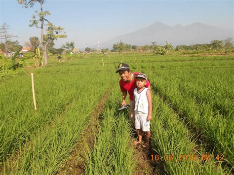 Agritani Mengajak Keluarga Jalan Jalan Ke Sawah