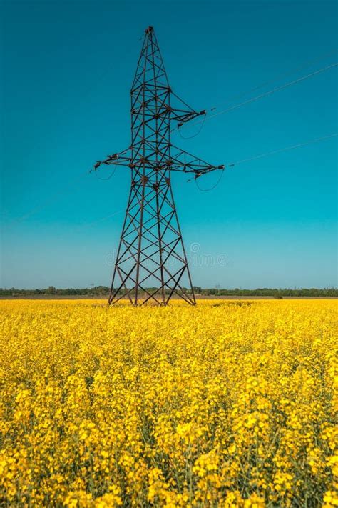 Canola Field With High Voltage Power Lines At Sunset Canola Biofuel