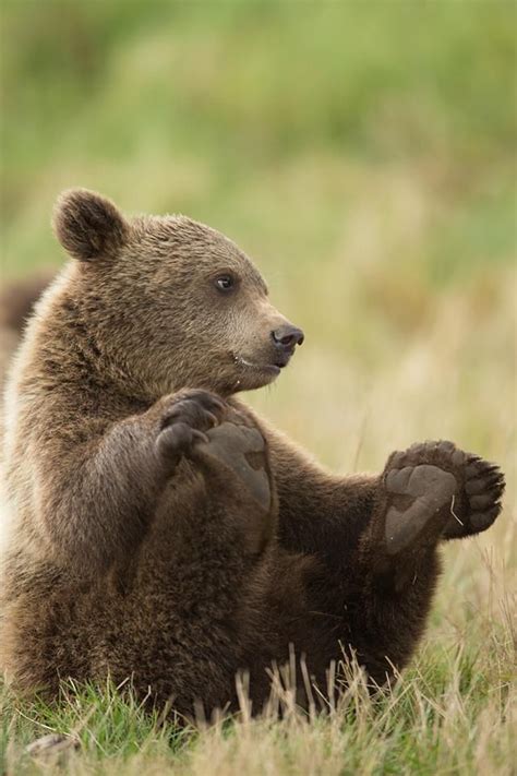 Osititito Baby Animals Animals Wild Brown Bear
