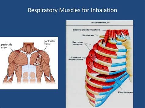 Ppt Respiration From Physiology To Phonetics Powerpoint Presentation