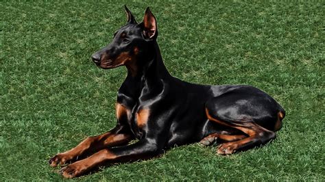 The 7 Most Protective Dog Breeds