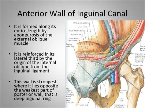 Inguinal Canal Inguinal Canal It Is An Oblique
