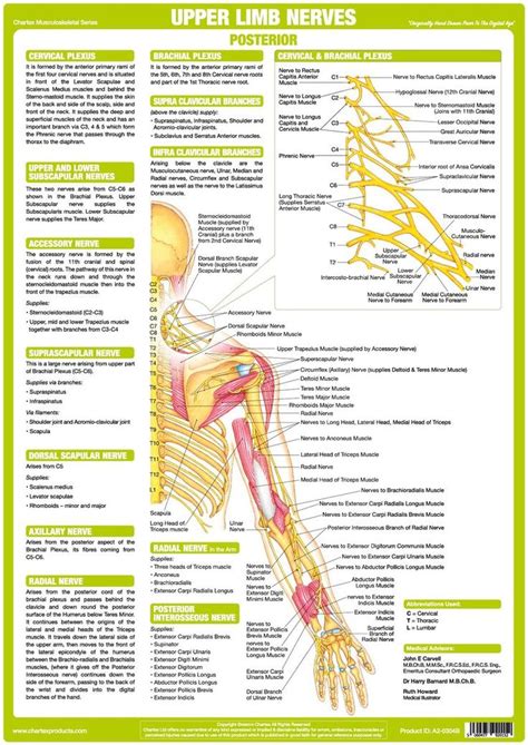 Upper Limb Nervous System Chart Explains Anatomy Of Major Nerves