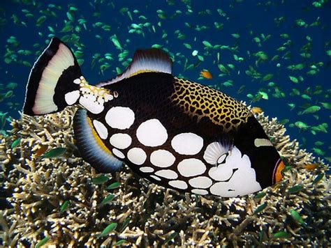 Clown Trigger Fish Beautiful Sea Creatures Tropical Fish Ocean Animals