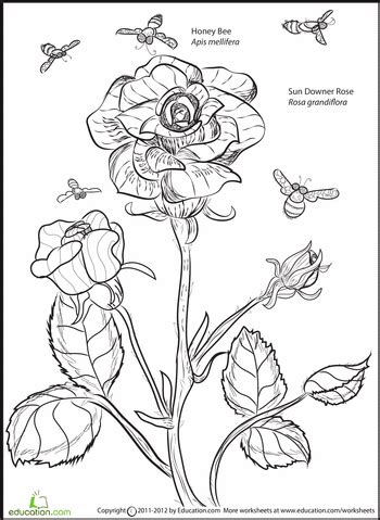 Get crafts, coloring pages, lessons, and more! Rose and Bee Coloring Page | Bee coloring pages, Coloring ...