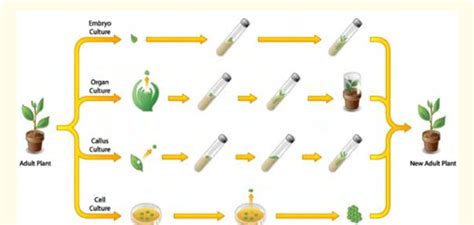 Steps In Plant Tissue Culture Image Courtesy Tnau Agritech