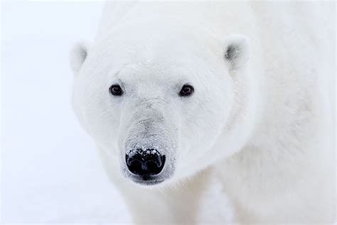Polar Bear Faces Arctic Wildlife Photography Polar Bear Images