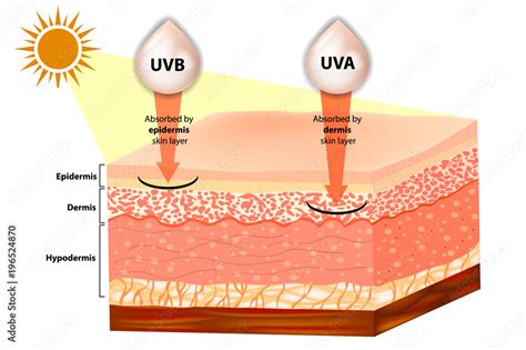 Uvb And Uva Explained Filtering Of Rays Sun Protection Penetration Into The Human Skin Stock