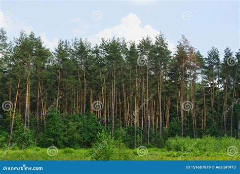 A Row Of Tall Green Coniferous Pine Trees At The Edge Of The Forest