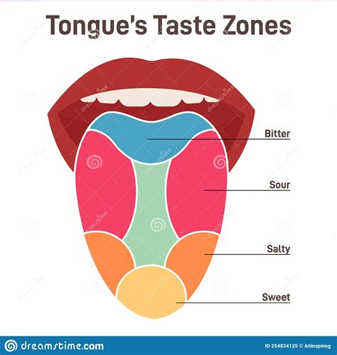 Taste Bud And The Papillae Of The Tongue Basic Taste Areas Sweet