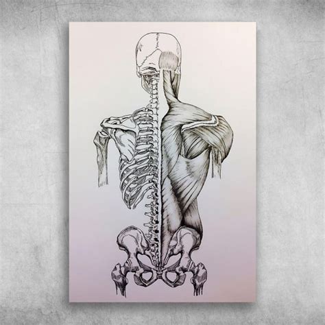 Skeleton And Muscles Drawing Im A Massage Therapist Human Body Anatomy