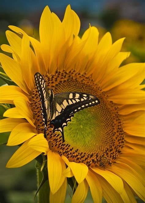 Sunflower And Butterfly Sunflower Sunflowers And Daisies Beautiful