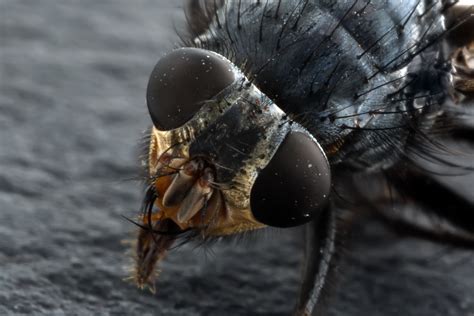 How To Do Extreme Close Up Photography With A Macro Bellows
