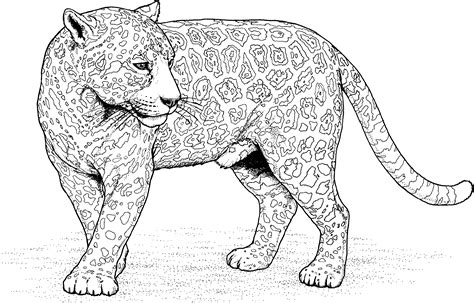 Jaguar Printable Pages Rainforest Coloring Activities Crafts Animals