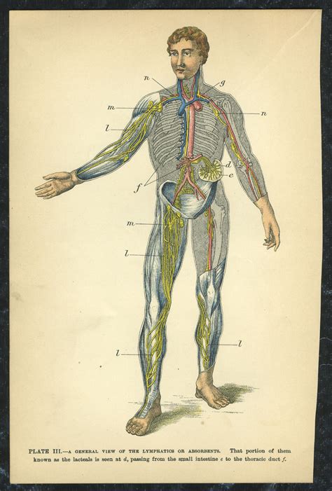 Lymphatic System Of The Human Body Lymphatic System Anatomy Medical