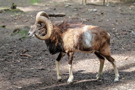 European Mouflon Ovis Orientalis Musimon Wildlife Animal Stock Image