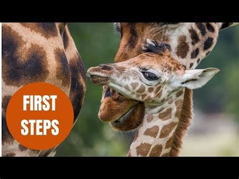 Baby Giraffe Takes Its First Steps Moments After Being Born Video