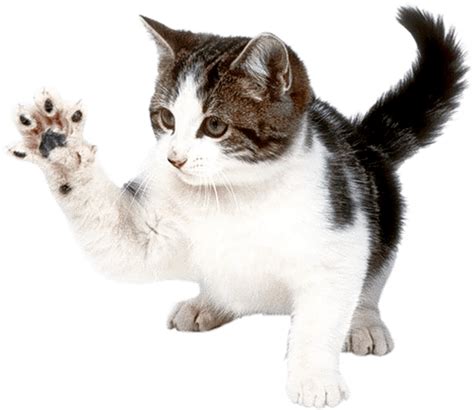 Download Kitten Png Image Download Picture Hq Png Image Freepngimg