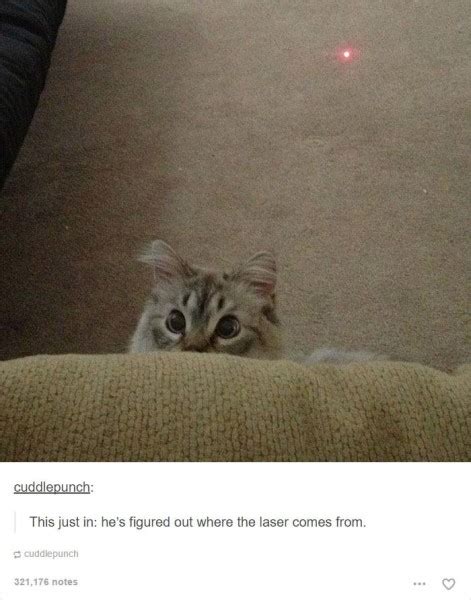 20 cat posts on tumblr that are impossible not to laugh at