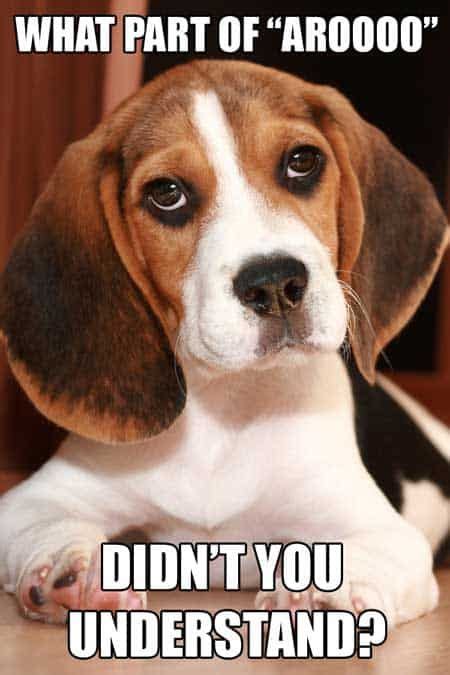 The Ultimate Beagle Humor Beagle Memes And Funny Beagle Dog Pics