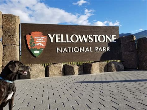 Visiting Yellowstone National Park With Dogs Pawsitively Intrepid