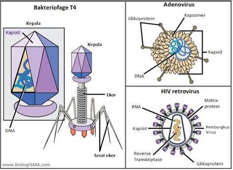 Struktur Virus Dan Sifat Virus Dunia Biologi