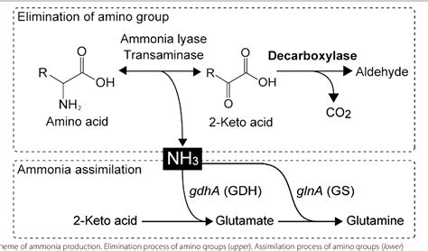 Pdf Ammonia Production From Amino Acid Based Biomass Like Sources By