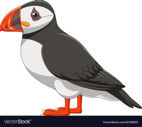 Cartoon Puffin Isolated On White Background Vector Image