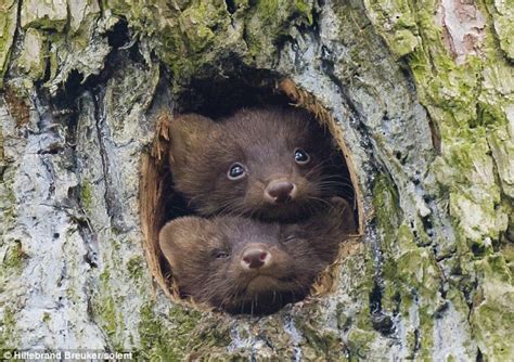 Cosy As They Come Pine Martens Cuddle Up In A Woodpeckers Nest