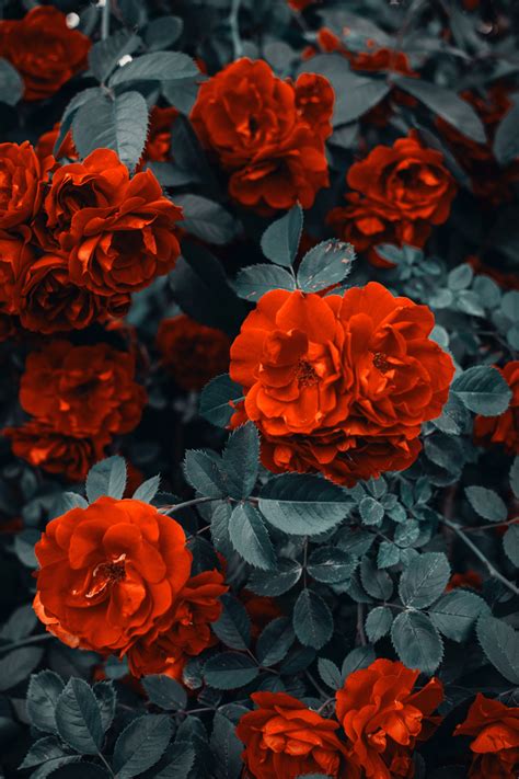 Rosa Bild Iphone X Rose Flower Wallpaper