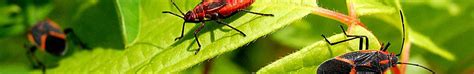 Those greedy guys can never leave behind an ent that enters their field of vision. Pest Extermination in Seattle, WA Areas - Cascade Pest Control