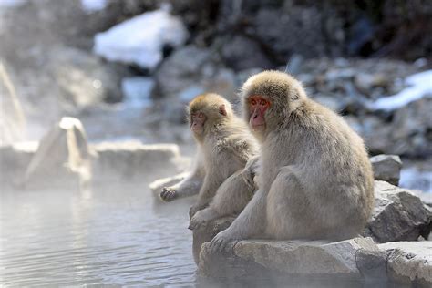 Animals Native to Japan - WorldAtlas
