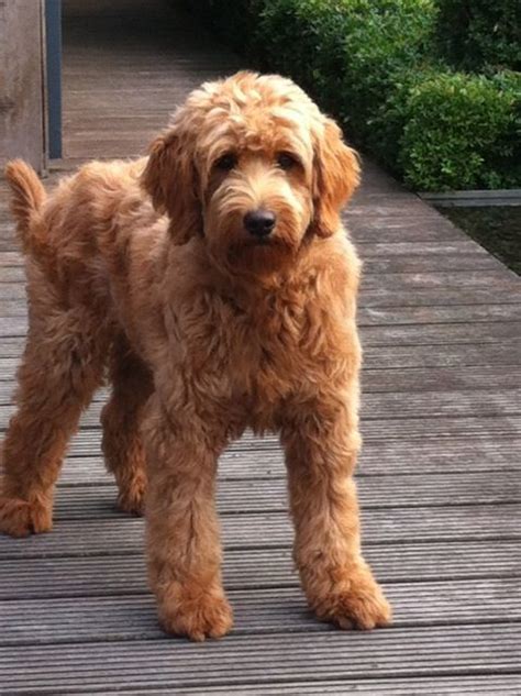 I've put a few pics on before the video. Outstanding Best 25+ Doodle Haircuts ideas https ...