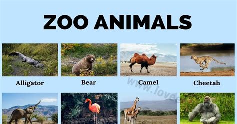 List Of Zoo Animals A Professional English Teachers Guide To 24 Names