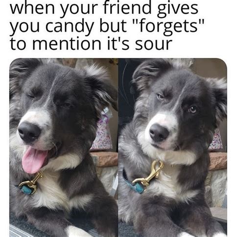 25 border collie memes ranked in order of popularity and relevancy. 14 Funny Border Collie Memes That Will Make Your Day! | PetPress