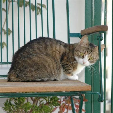 Encuentra casa gatos 1 de segunda mano desde $ 1.000. Cómo preparar la casa para mi nuevo gato - 6 pasos