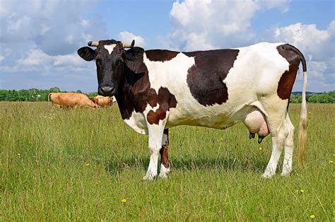 Awesome Cow Pack 836 Do Female Cows Have Horns And Background Cow Milk Hd Wallpaper Pxfuel
