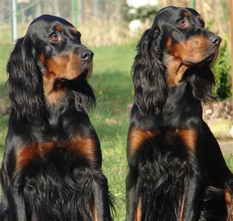 Find home for an animal alerts get alerts. Analise De Cães: Setter Gordon
