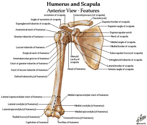 1000+ images about Human Form on Pinterest | Human anatomy, Muscle
