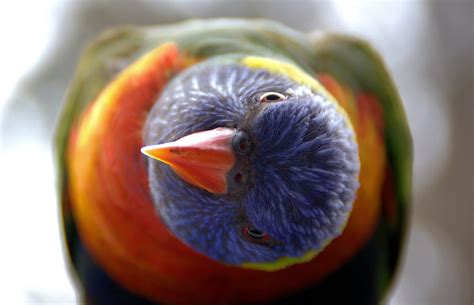 Wallpaper Bird Rainbow Lorikeet Parrot 4620x2973 977278 Hd